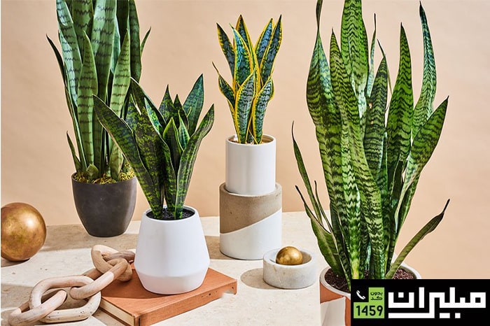 بهترین گیاهان برای محیط‌ اداری: سانسوریا (گیاه ماری)