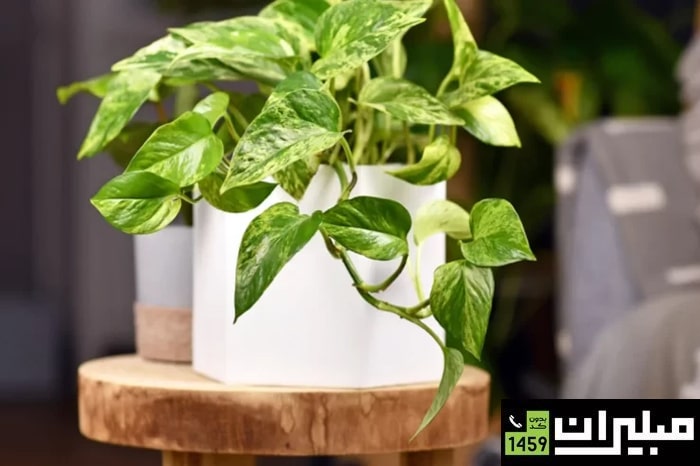 پتوس (پوتوس)