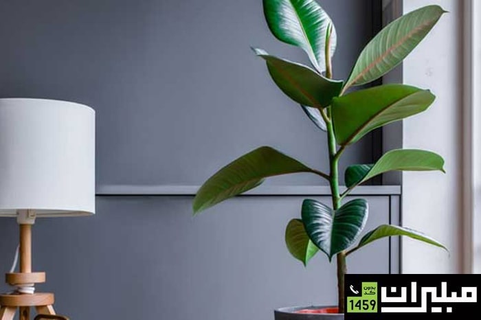 بهترین گیاهان برای محیط‌ اداری: فیکوس الاستیکا (فیکوس لاستیکی)