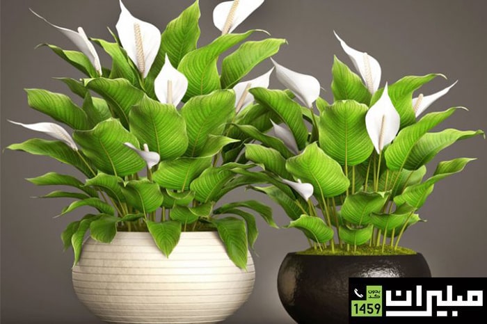 اسپاتی فیلوم (گل چمچمه‌ای)