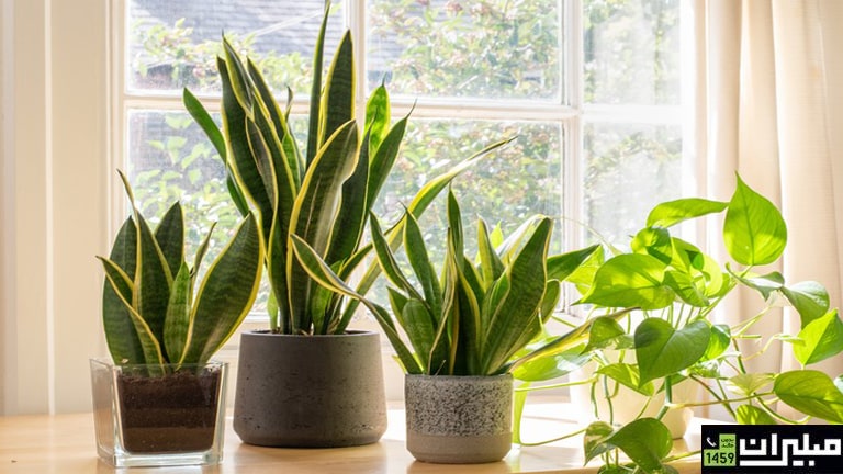 بهترین گیاهان برای محیط‌ اداری کدامند؟